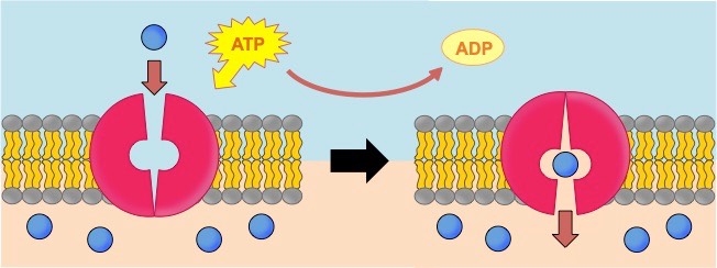 active transport