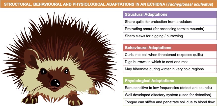 adaptations