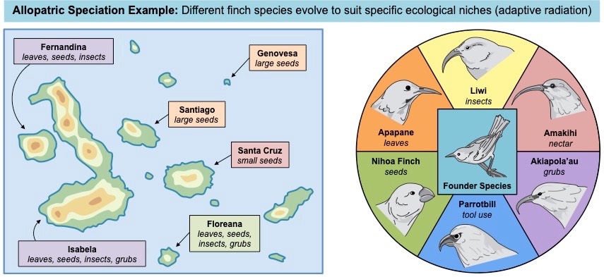 allopatric speciation