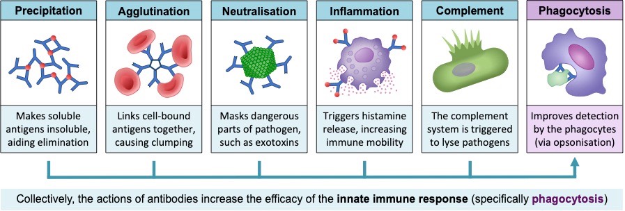 antibody function