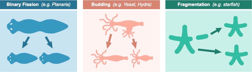 asexual reproduction
