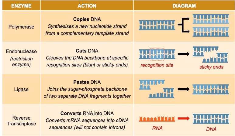 biotech enzymes
