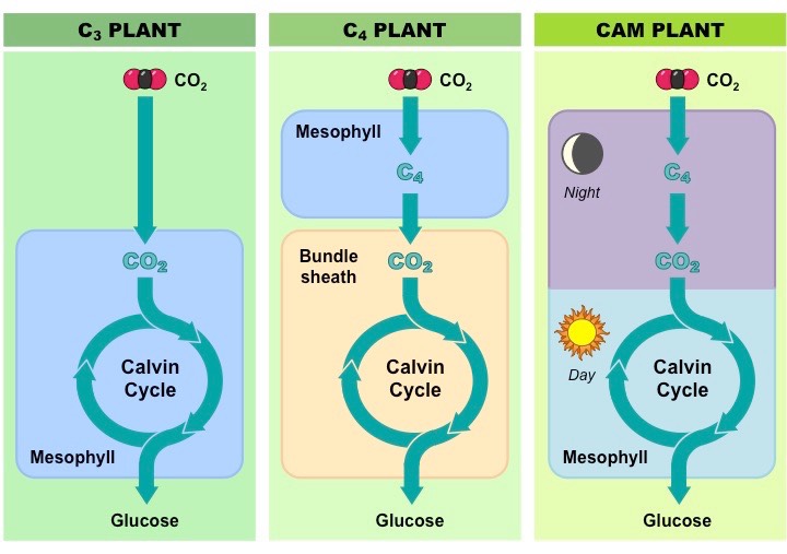 C3, C4 and CAM