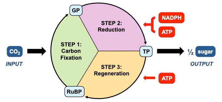 Calvin cycle
