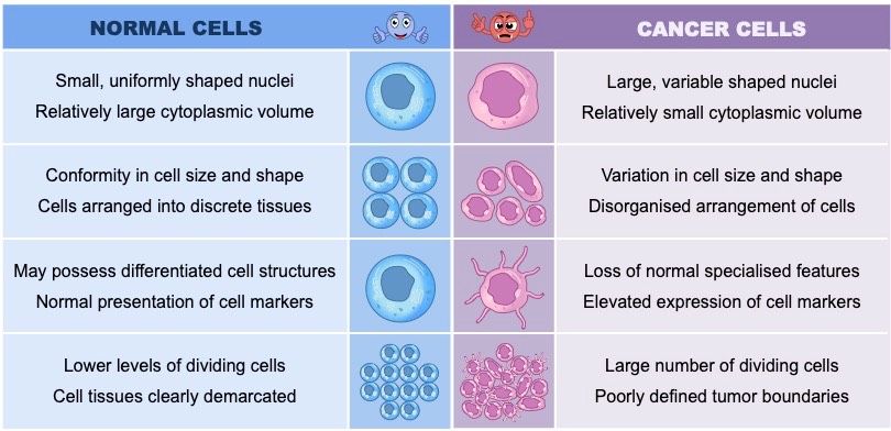cancer cells