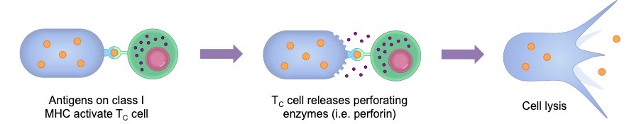 cell mediated