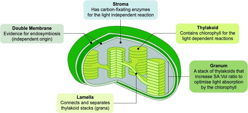 chloroplast structure