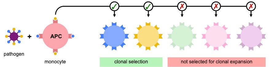clonal selection