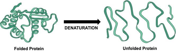 denaturation