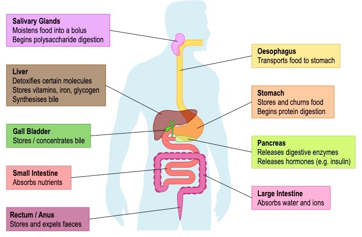 digestive system