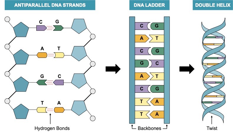 DNA structure