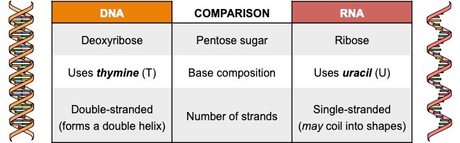DNA vs RNA
