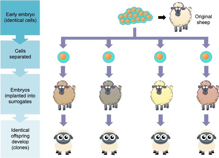 embryonic division