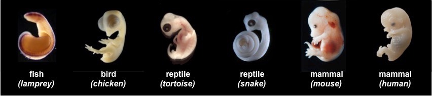 embryos