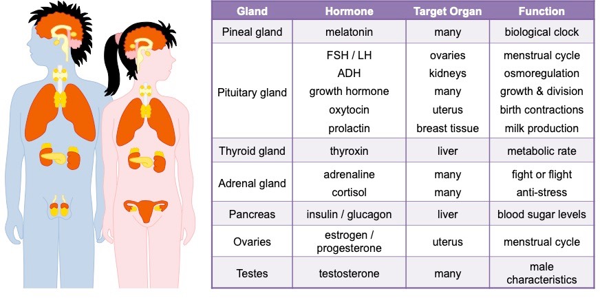 endocrine system