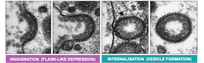 endocytosis