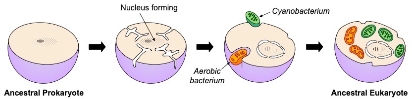 endosymbiosis