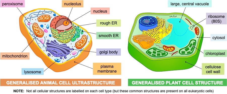 eukaryotic cells