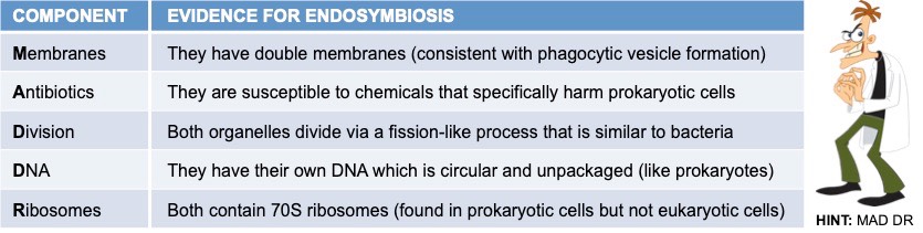 evidence for endosymbiosis