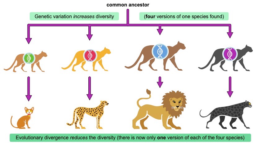 evolutionary divergence