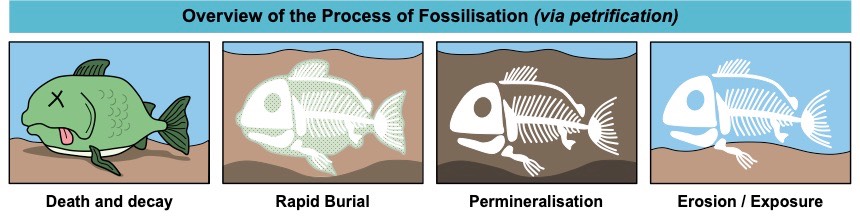 fossilisation