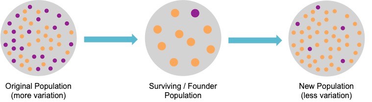 founder bottleneck