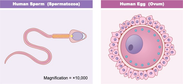 gametes