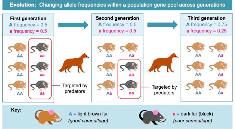 gene pool