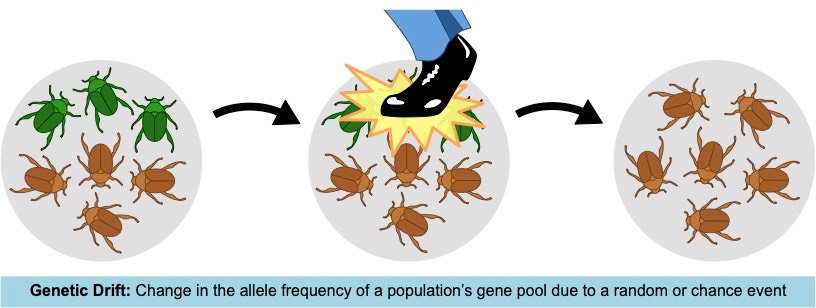genetic drift