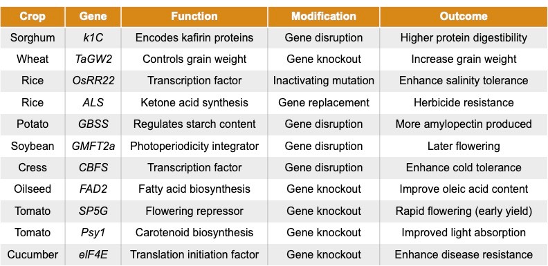 GM crops
