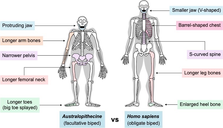 hominin fossils