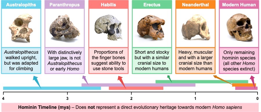 hominin timeline