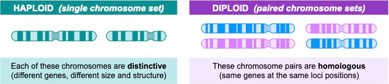 homologous chromosomes