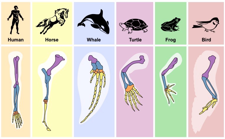 homologous structures