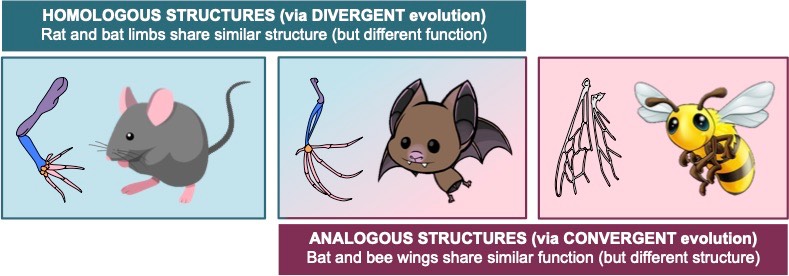 homologous vs analogous