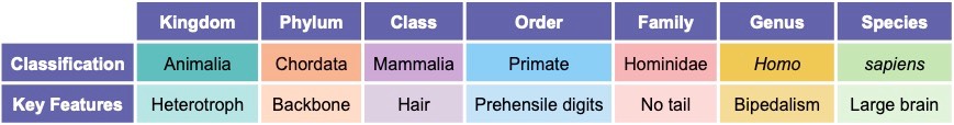 human classification