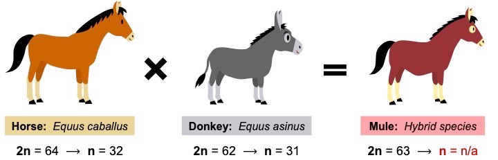 hybrid species
