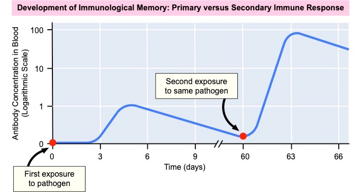 immunological memory