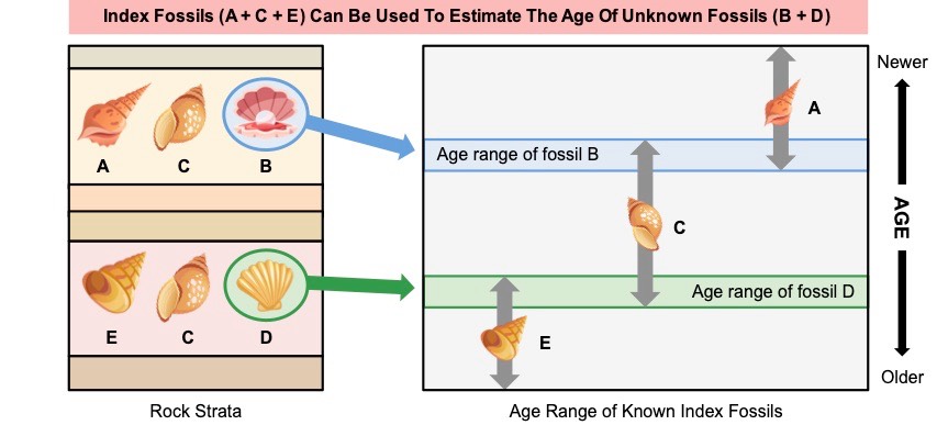 index fossils
