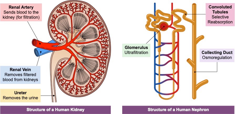 kidney