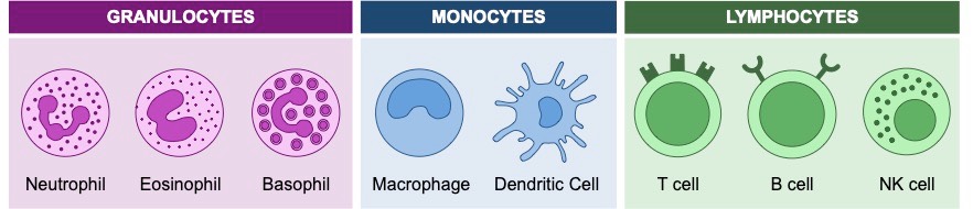 leukocytes