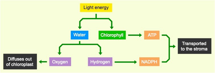 light dependent