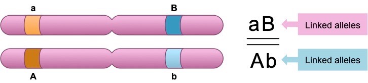 linked genes