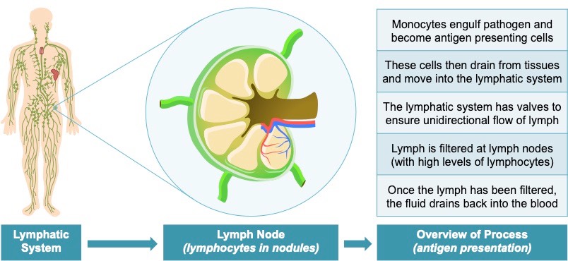 lymph node