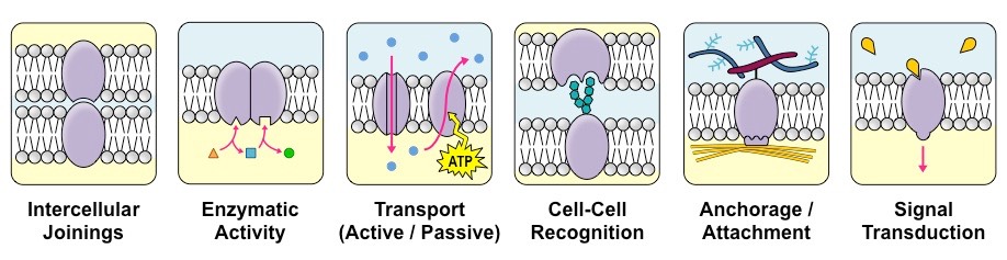 membrane protein functions 2