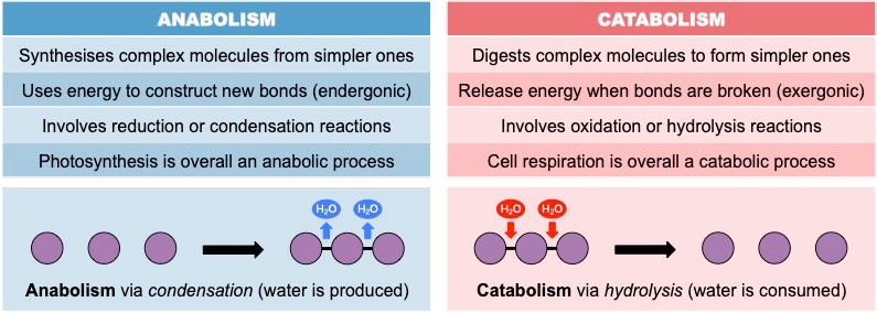 metabolism