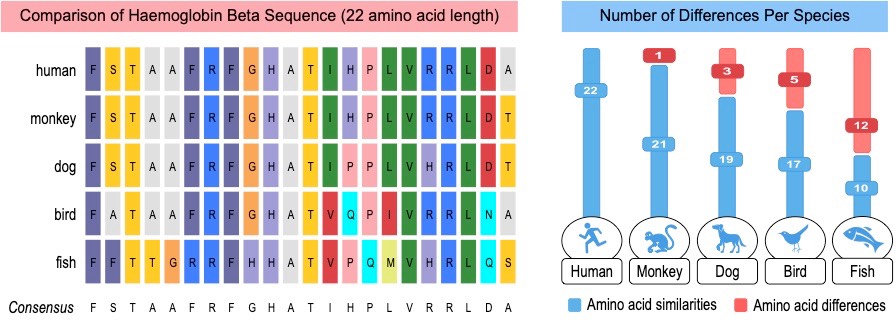 mmolecular homology