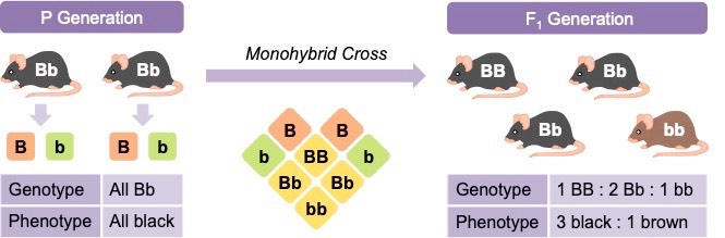 monohybrid cross