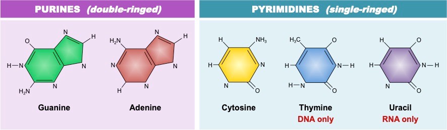 nitrogenous bases