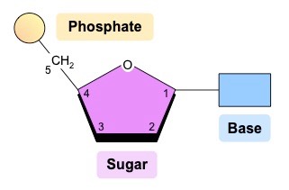 nucleotide